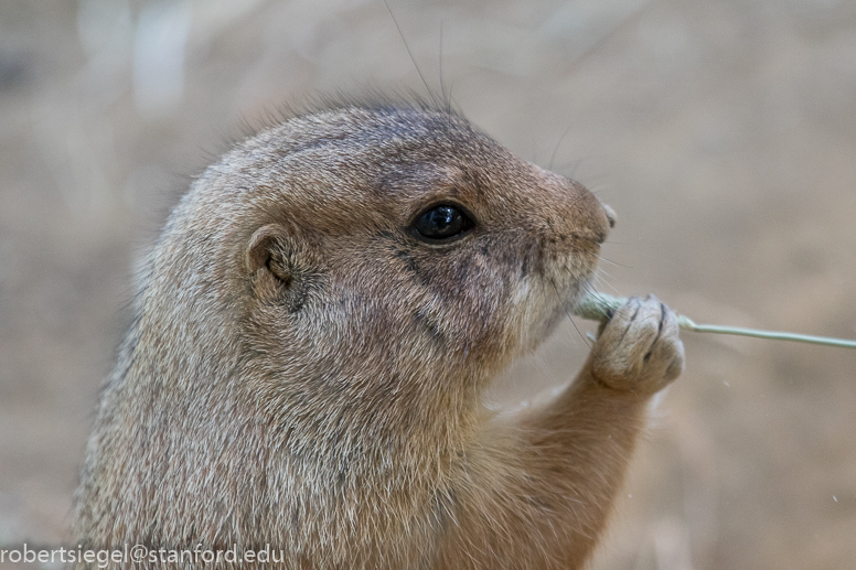 prairie dog